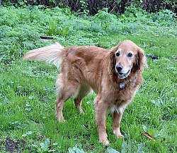 Lily, baxter, willie