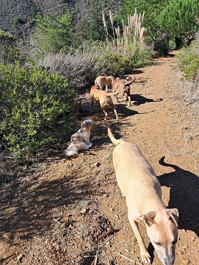 A Group dog walk, on the ranch, in Pacifica.